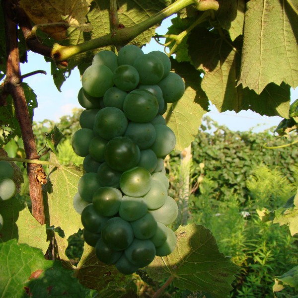 Elvira 5Gallon Hotpack Walker's Wine Juice, LLC