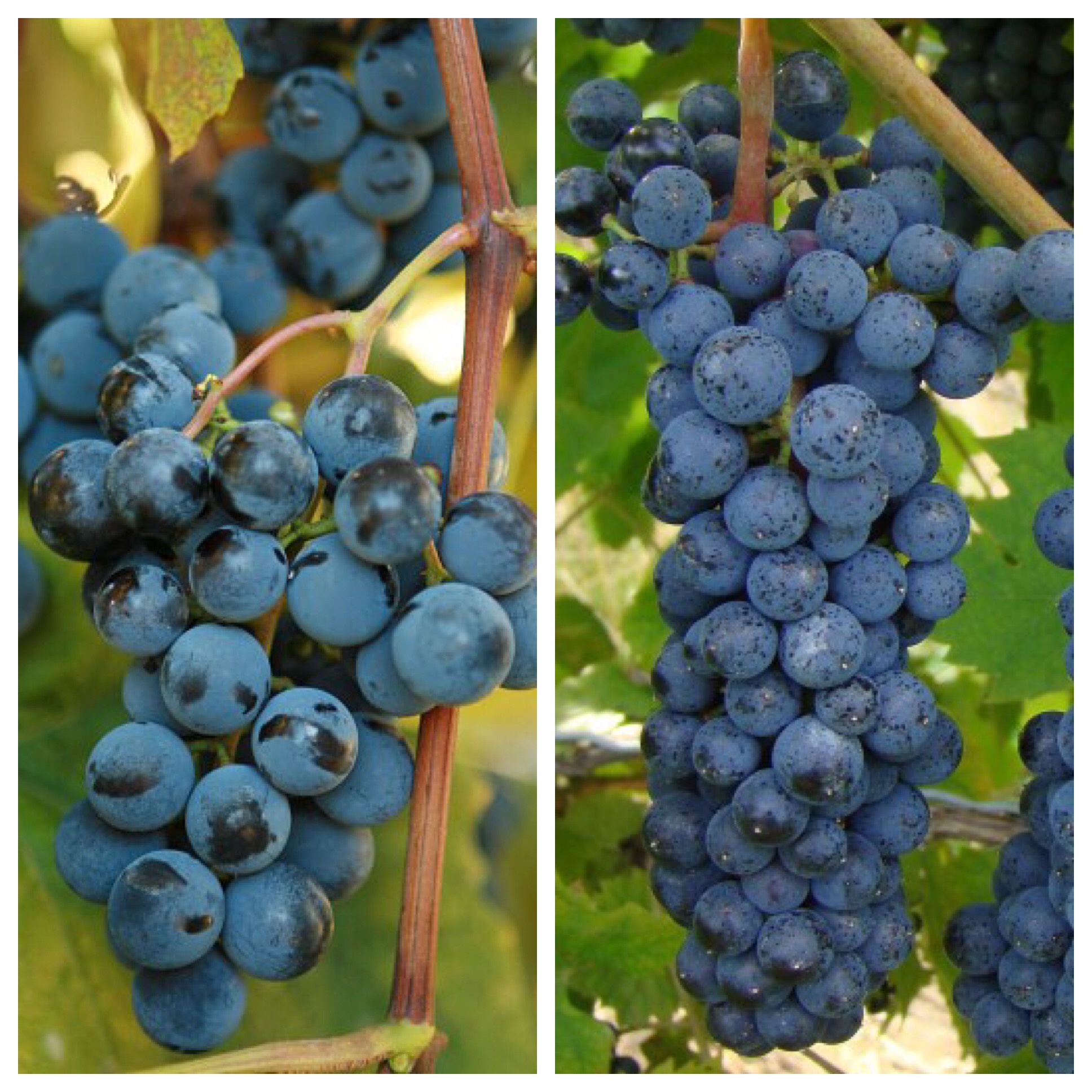 French Concord 5Gallon Hotpack Walker's Wine Juice, LLC