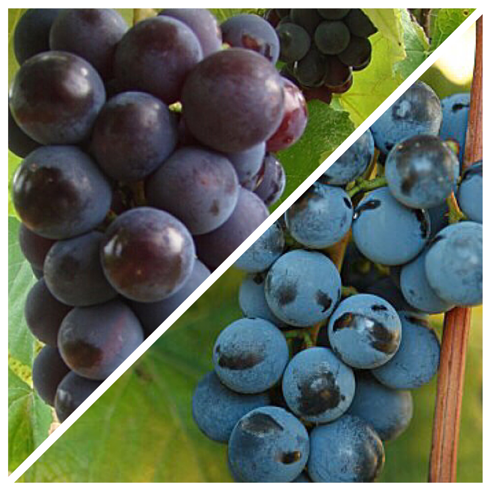 Labrusca Blend 5Gallon Hotpack Walker's Wine Juice, LLC