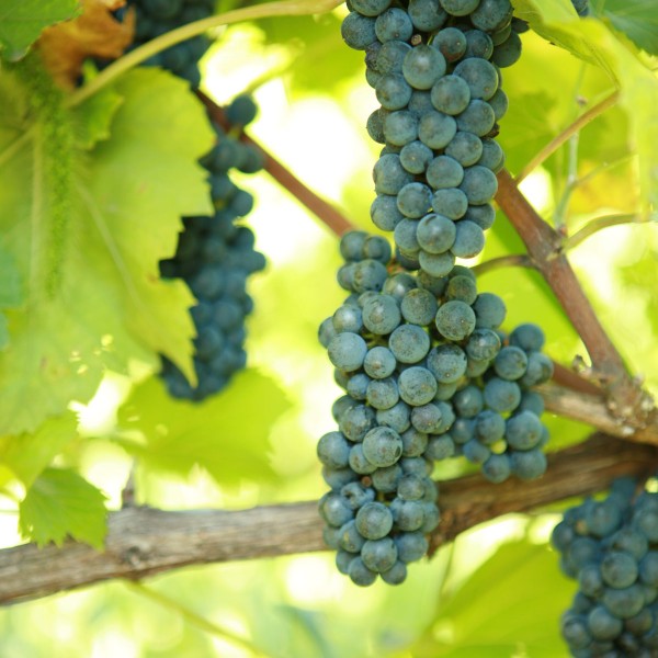 Leon Millot 5Gallon Hotpack Walker's Wine Juice, LLC