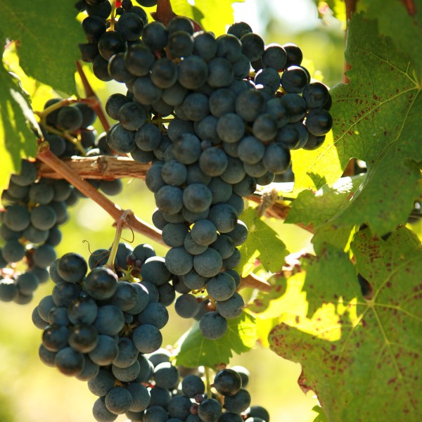 Merlot 5Gallon Hotpack Walker's Wine Juice, LLC