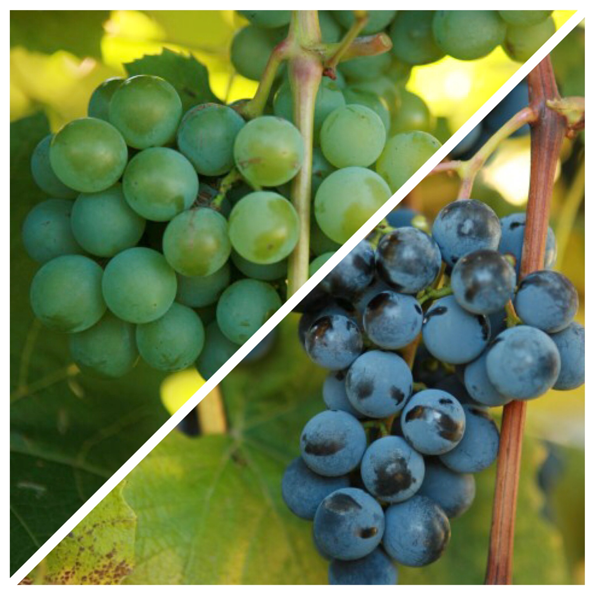 Rose Blend 5Gallon Hotpack Walker's Wine Juice, LLC