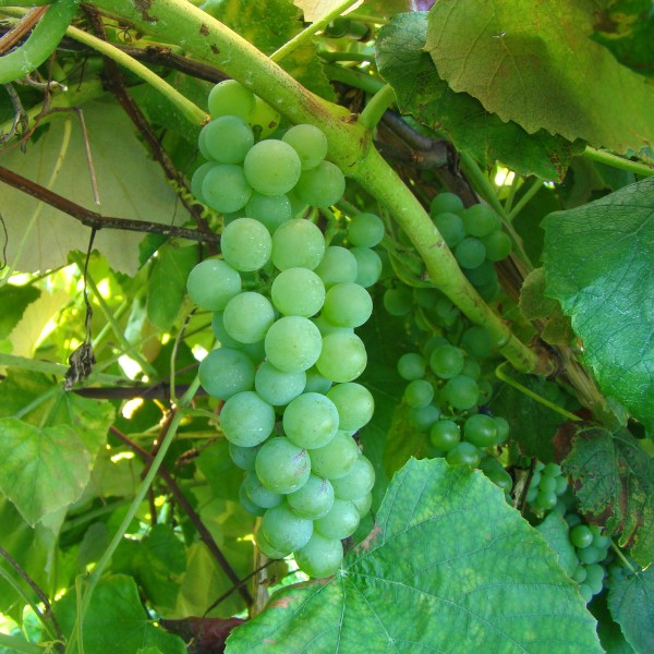 Diamond 5Gallon Hotpack Walker's Wine Juice, LLC