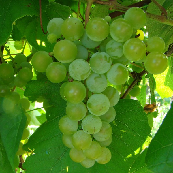 Edelweiss 5Gallon Hotpack Walker's Wine Juice, LLC