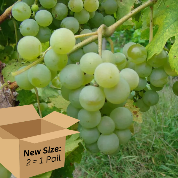 muscatページ Valvin Muscat 2.6-Gallon BiB HP - Walker's Wine Juice, LLC